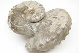 Iridescent Hoploscaphites Ammonite Pair - South Dakota #209700-1